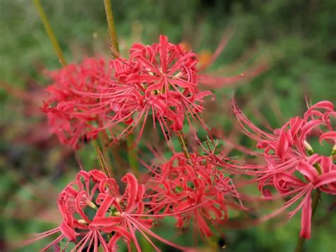 彼岸花 地獄花|彼岸花の歴史とエピソード・別名：曼珠沙華から地獄花まで 